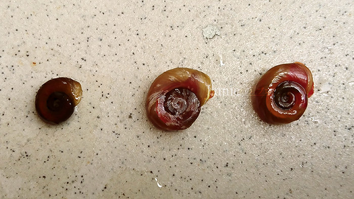 飼養環境比較.jpg