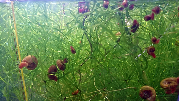 超多水草 螺類.jpg
