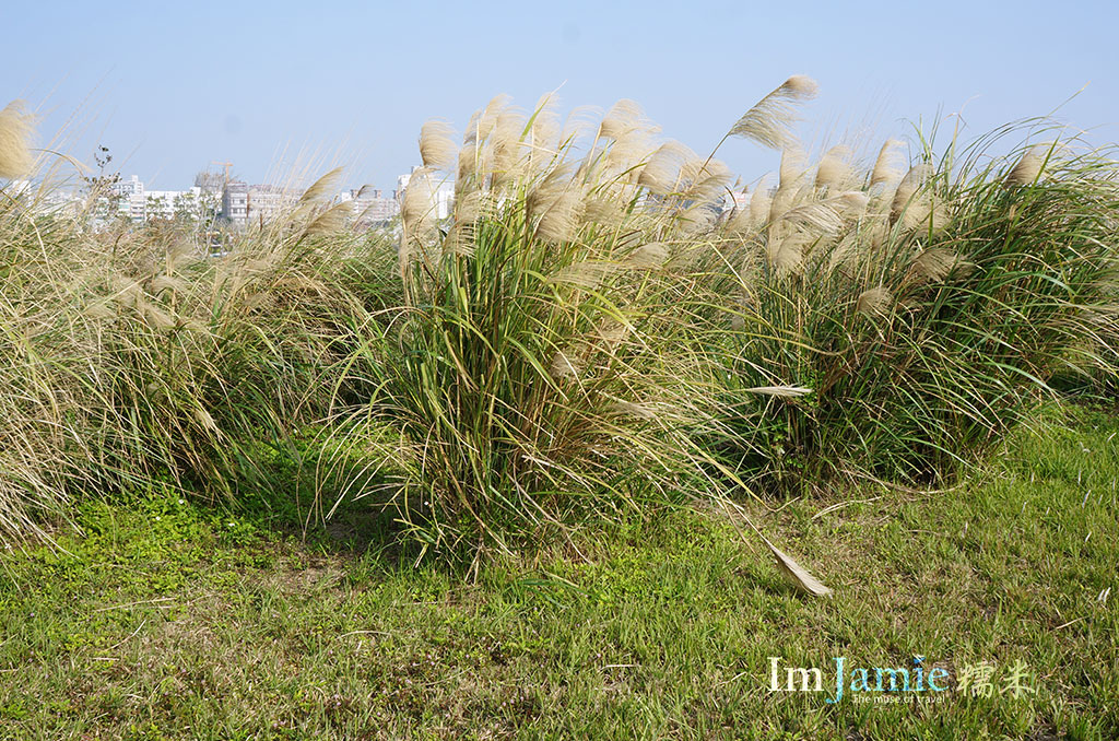 中央公園芒草區.jpg