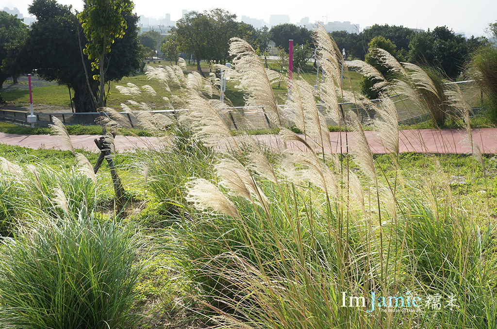 中央公園陽光灑落的芒草.jpg