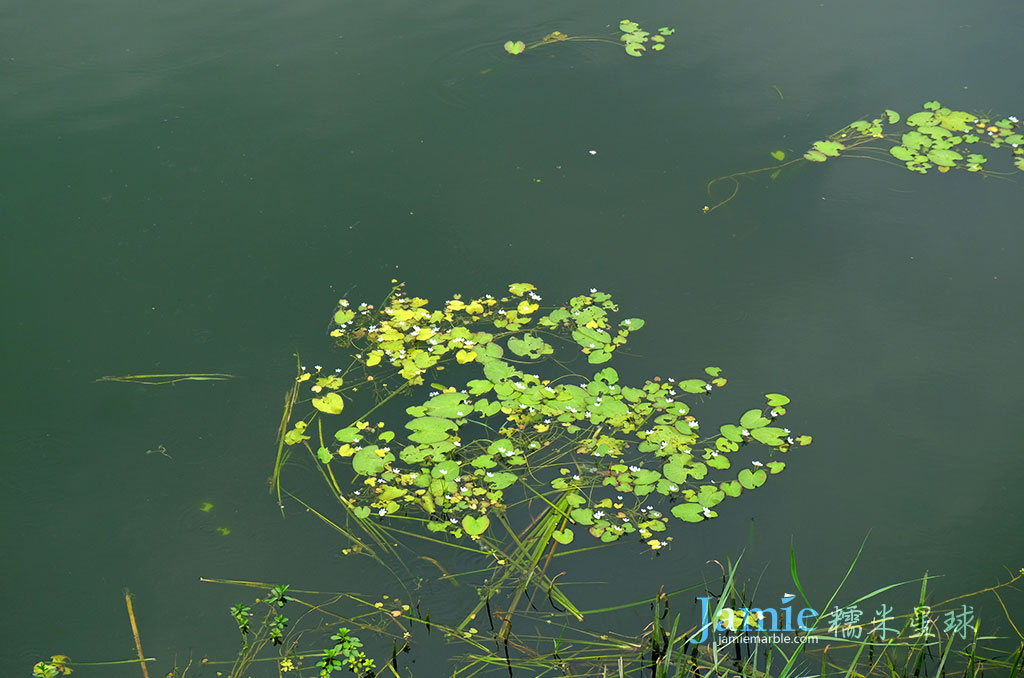 臺糖湖中水生植物