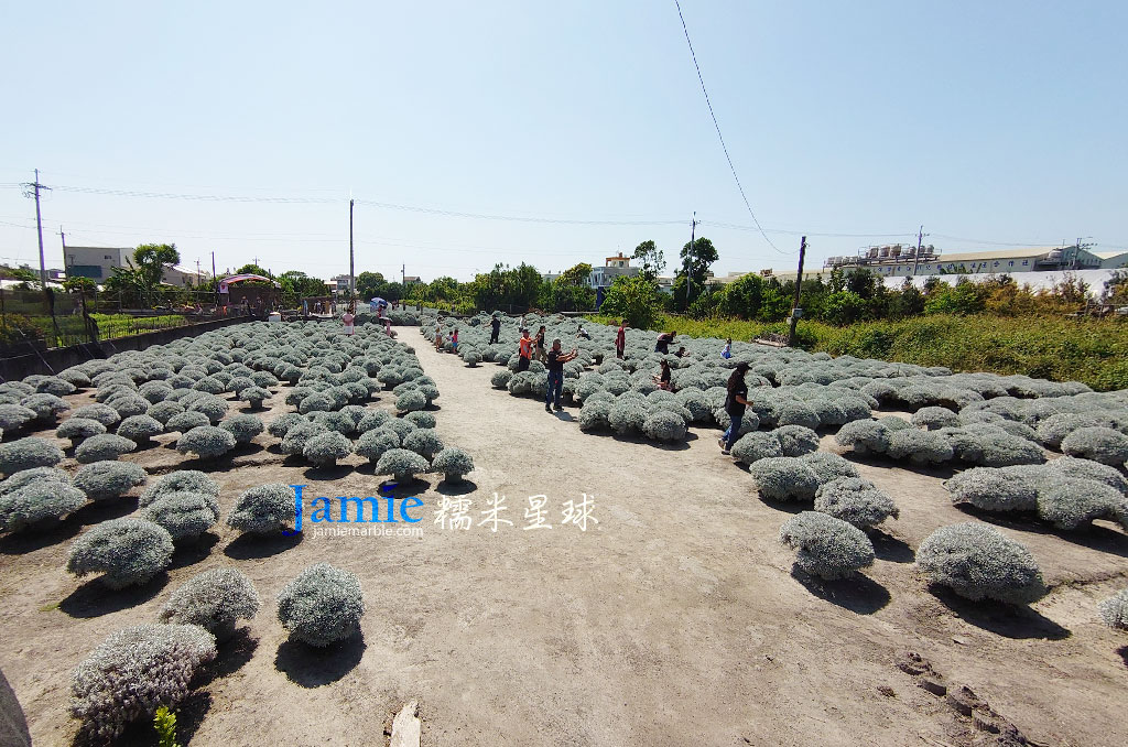 坡草大遠景左側