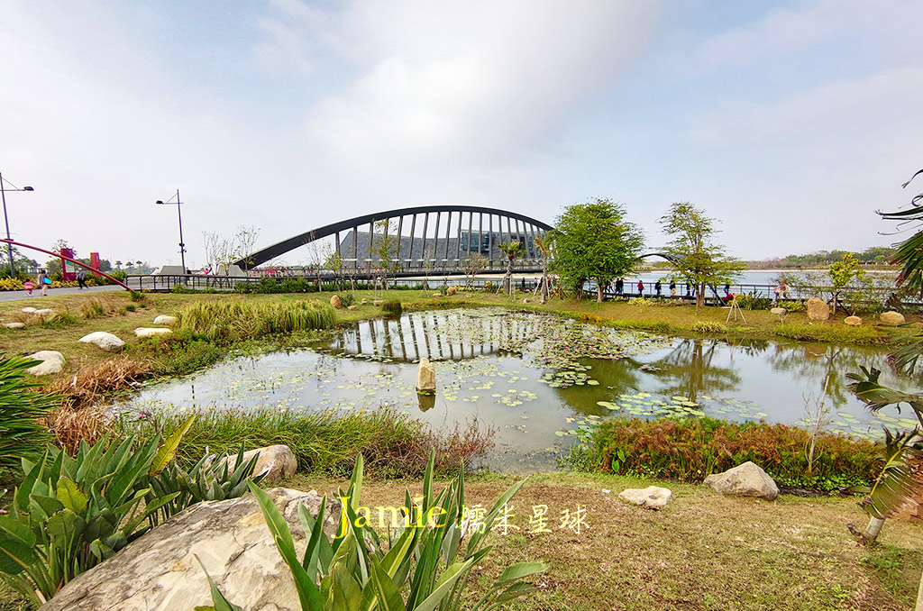 蓮花水池植被