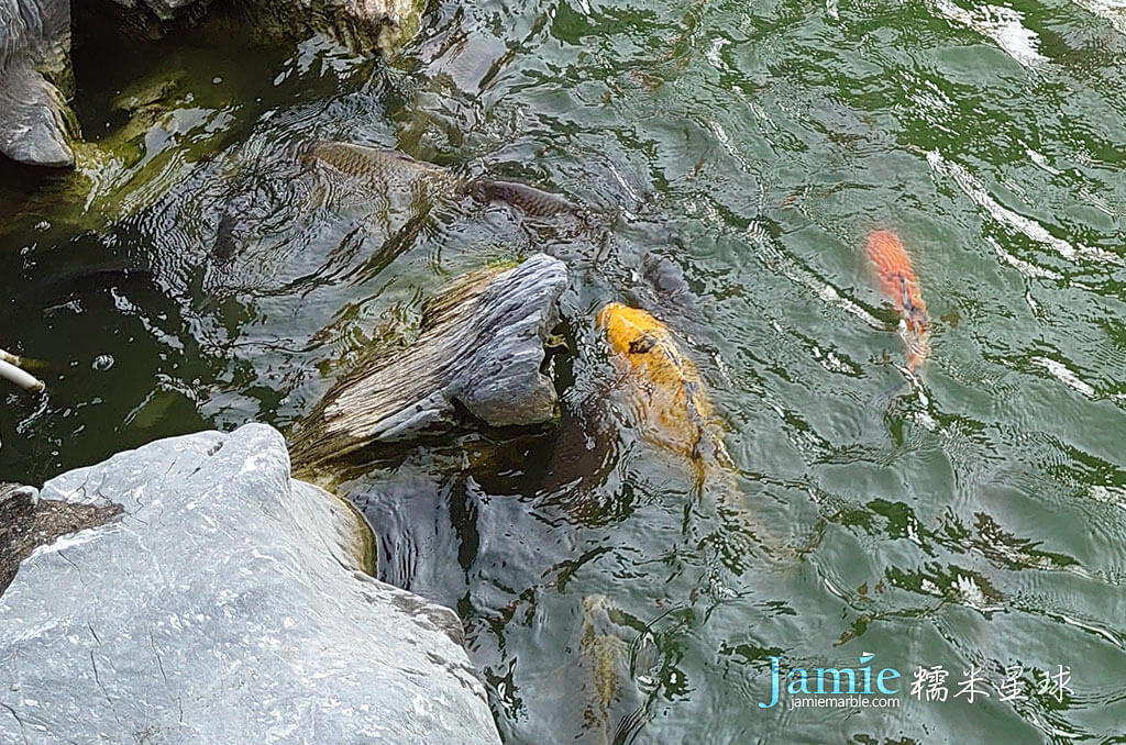 台南廟裡池塘很多鯉魚
