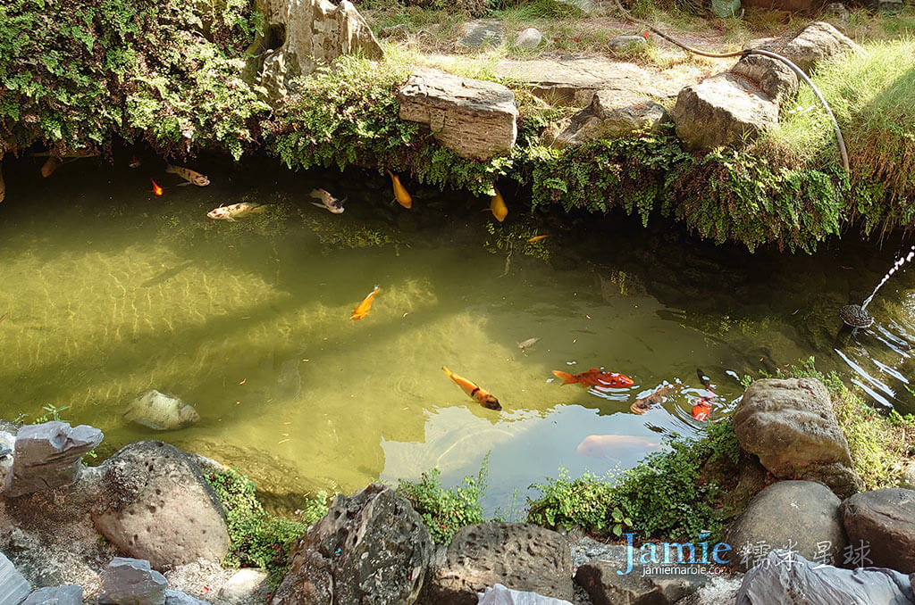 水池池塘鯉魚金魚