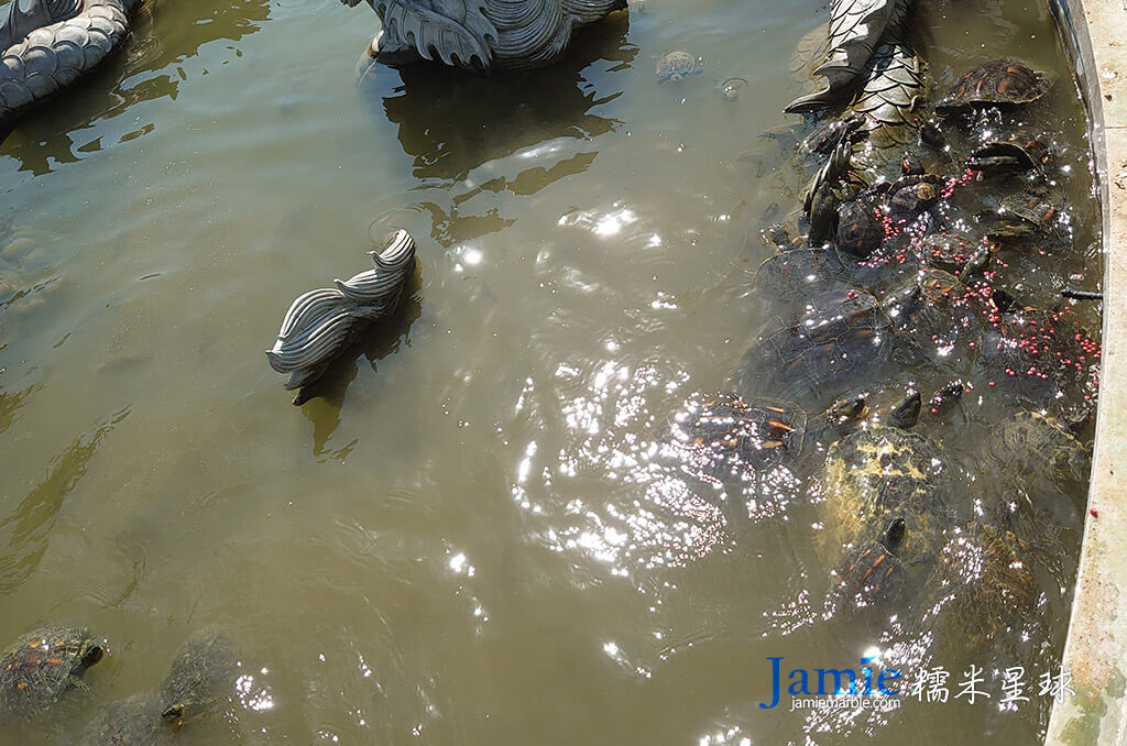 廟的池塘裡烏龜