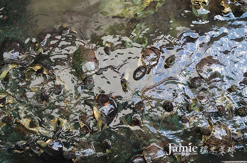 南天宮烏龜數量許多,在水池覓食