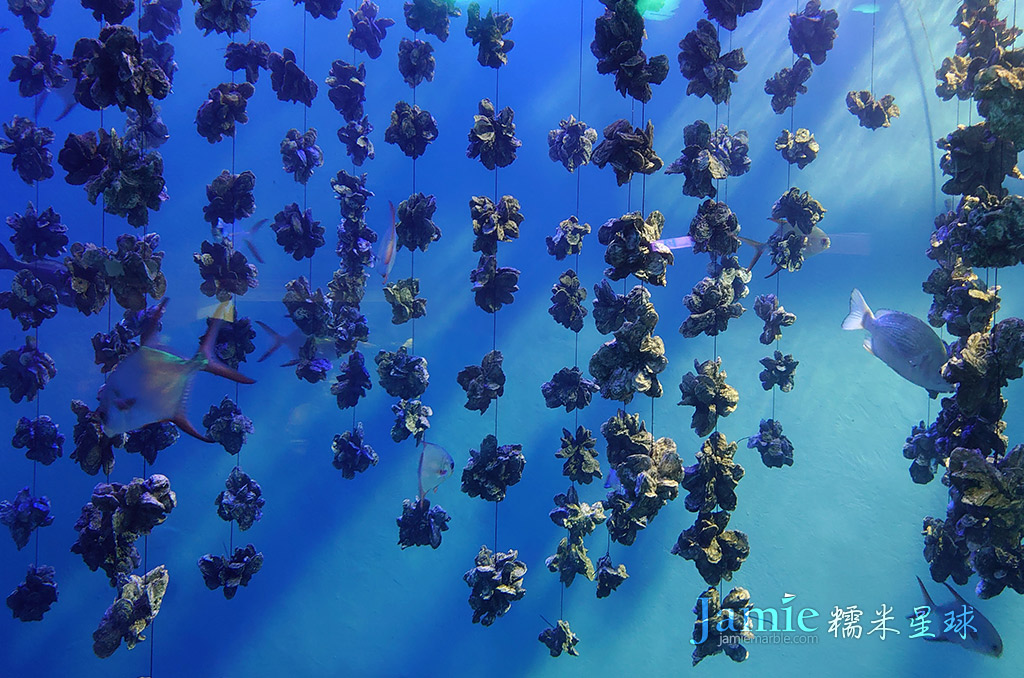 蛤蠣養殖在海生館水族箱