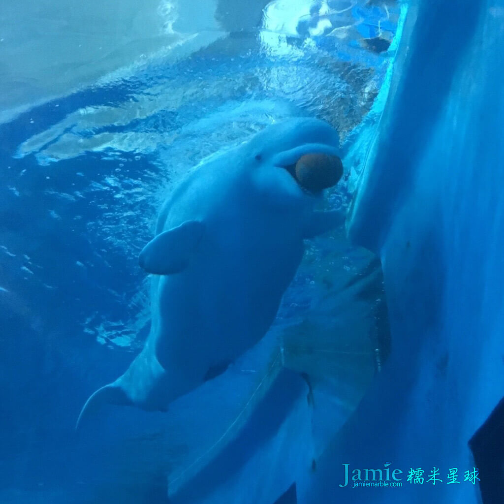 屏東海生館小白鯨