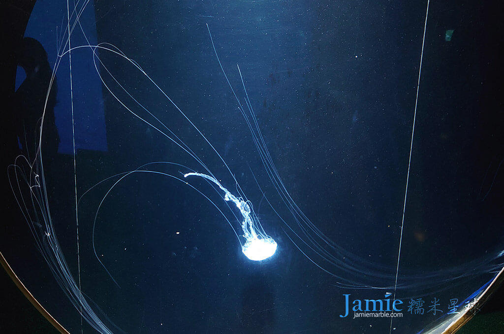 大西洋毒刺水母