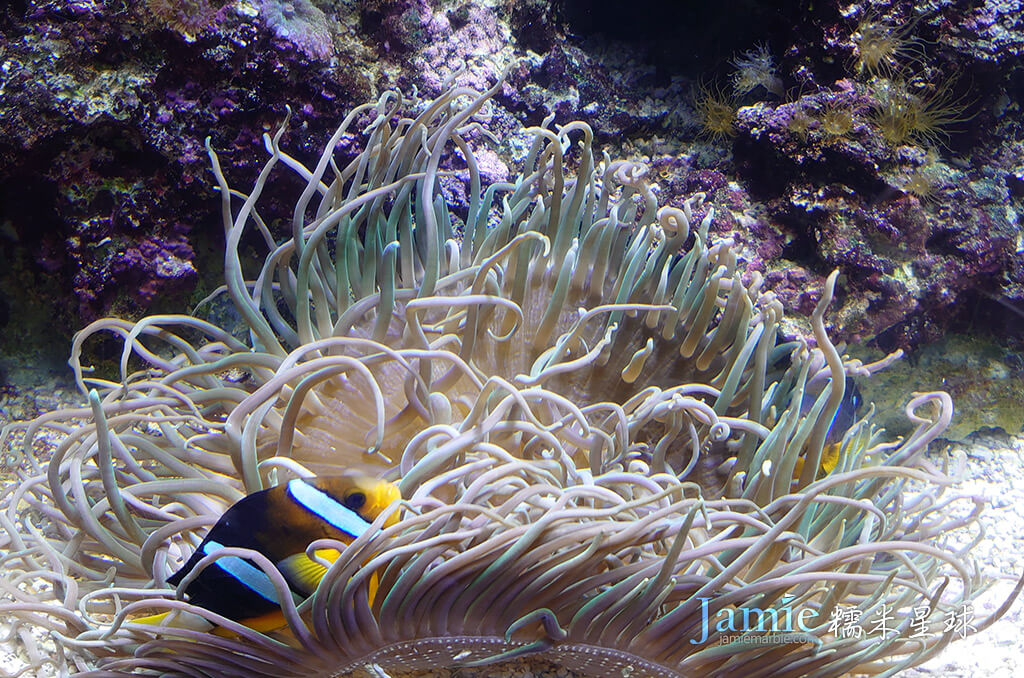 海水魚缸小丑魚與海葵