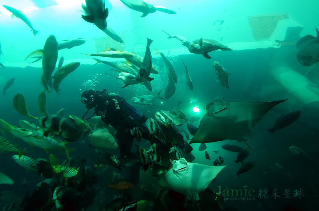 潛水員在大型水缸內,餵食海水魚在屏東海生館