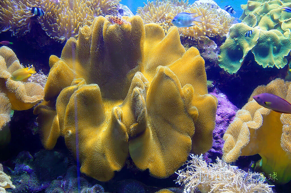海洋生物館巨大扇形海葵
