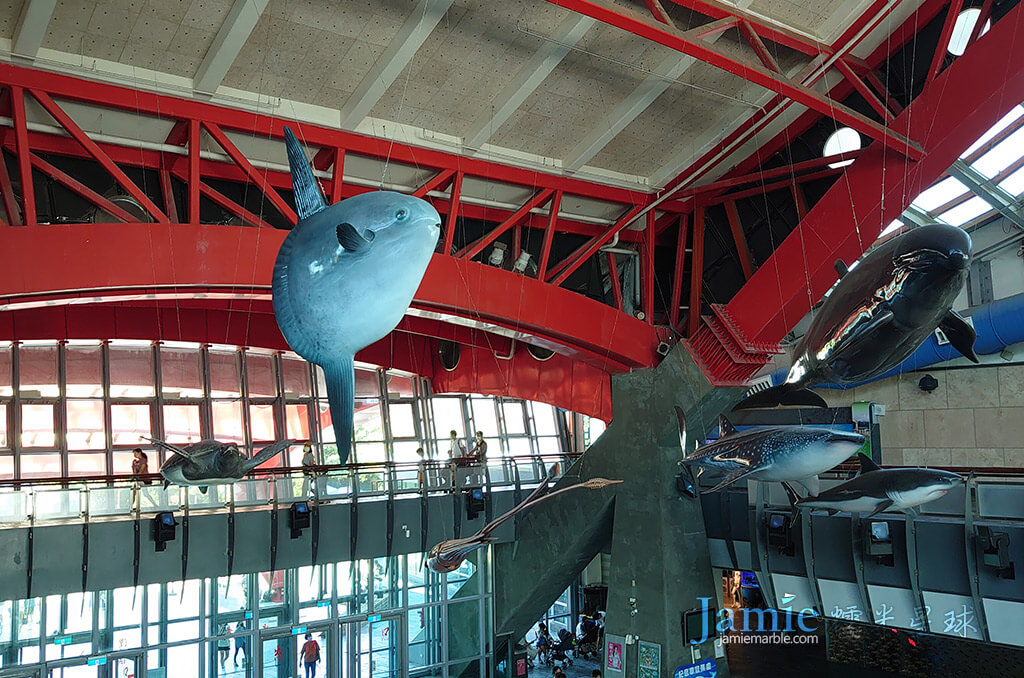 巨大翻車魚,海豚模型懸吊在天花板