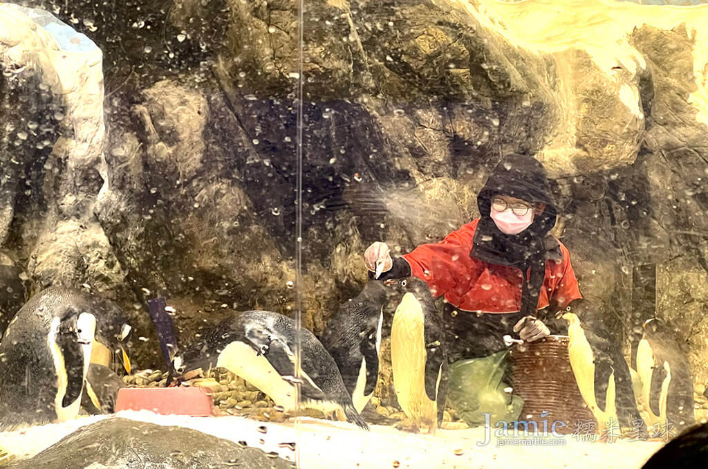 工作人員在餵食企鵝