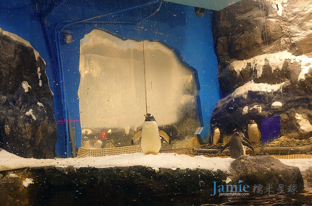 海生館世界水域館企鵝