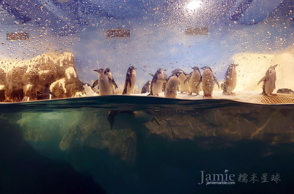 世界水域館成群企鵝淺水遊玩