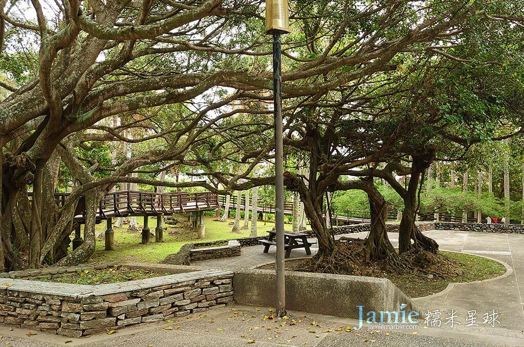 小野柳白榕與植物種滿園區