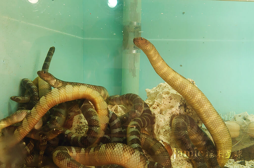 水族館的海蛇
